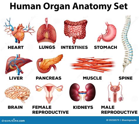 Human Organ Anatomy Set Stock Vector Illustration Of Lungs 59250579