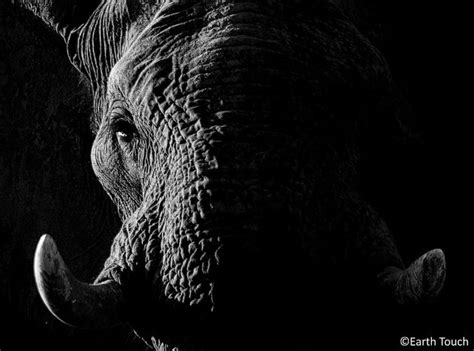 An Elephant In The Darkness Elephant African Elephant Male Elephant