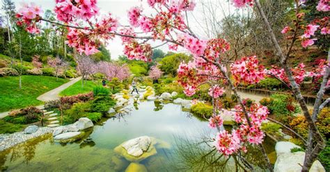 Cherry Blossom Week Comes Into Full Bloom At The Japanese Friendship