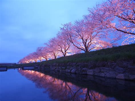 Forecast of full bloom in tokyo is around march 31, and sakura may start blooming in the city around march 23. Experience Fukuoka Japan's Cherry Blossom Festival with ...