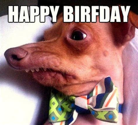 Happy Birthday Dog Memes For Her Funny Memes