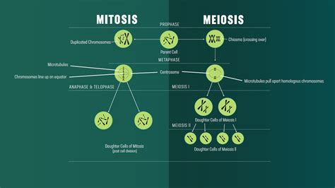 Mitosis produces genetically identical daughter cells from the parent cells while meiosis produces daughter cells that contain half of the genetic material of the parent cell. Diagram Of Mieosis