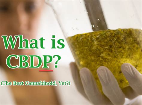 What Is Cbdp The Best Cannabinoid Yet