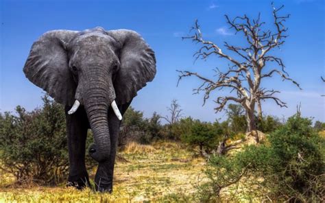 Elephant Animals Wildlife Wallpapers Hd Desktop And