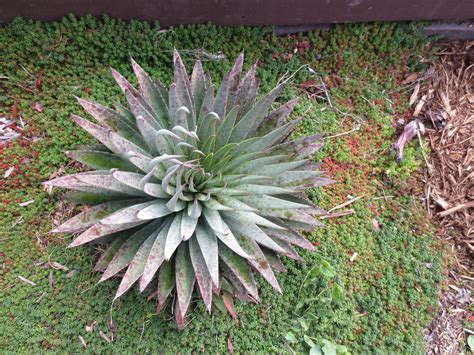More than 100,000 cacti and succulent plants thrive in the display gardens and greenhouses maintained by. Succulent garden in Sebastopol | Succulents, Cactus and ...