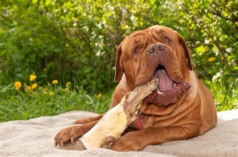 Dogue De Bordeaux Ultimate Guide Health Personality And More