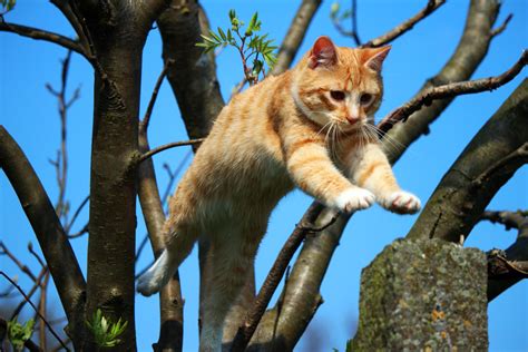 Therefore, these cats should have access to adequate shelter, a safe, dry bed, dry food and fresh water. Free picture: nature, tree, jump, animal, cat, outdoor ...
