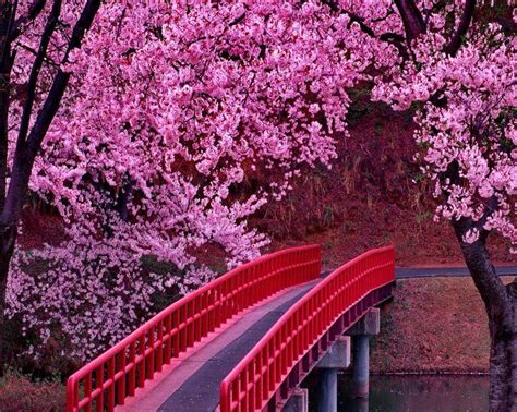 Pink Bridge Beautiful Japanese Gardens Japanese Garden Pink Garden