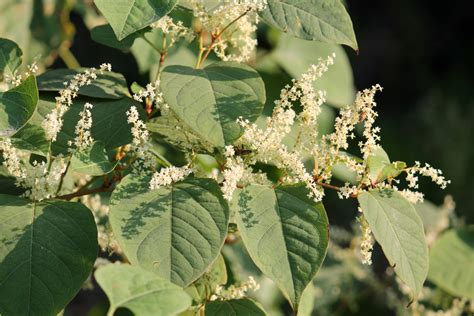 The environment agency calls japanese knotweed 'indisputably the uk's most aggressive, destructive and invasive plant'. Onus shifts to buyers to investigate Japanese knotweed
