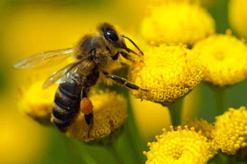 Many flowering plants depend on bees to pollinate them. Get buzzing with bee pollen - | WellBeing.com.au