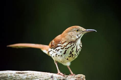 Official Birds Of Every State Birds Beautiful Birds Brown Thrasher