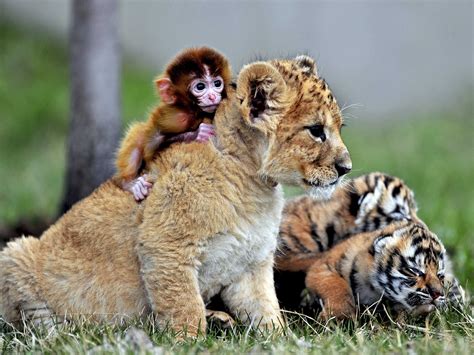 Unlikely Animal Friendships Business Insider