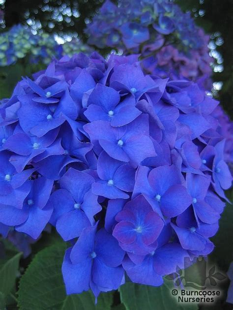 Classic colouring into silverish and purple tones. Hydrangea 'Enziandom' from Burncoose Nurseries