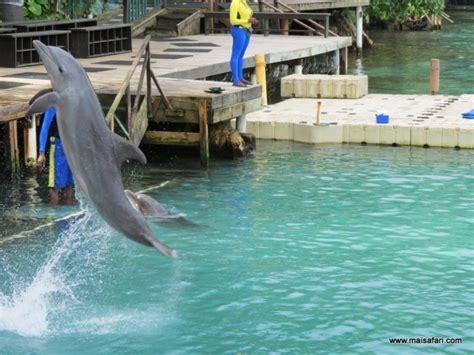 Dolphin Cove Jamaica Mai Safari