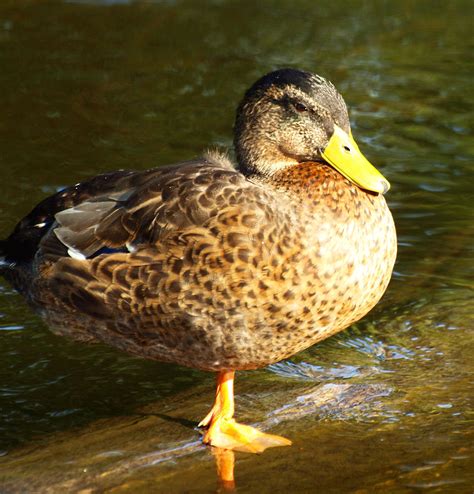 Hen Mallard Duck Photograph By Thomas Young