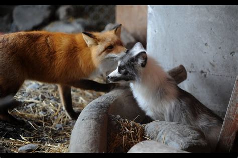 Newly Arrived Fox Makes Fast Friends At Alaska Wildlife Conservation