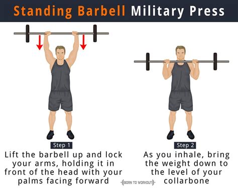 What muscles does shoulder overhead press work? Barbell Military Press: What is it, How to do, Muscles ...
