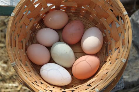 What You Can Do About Chickens Eating Eggs Pethelpful