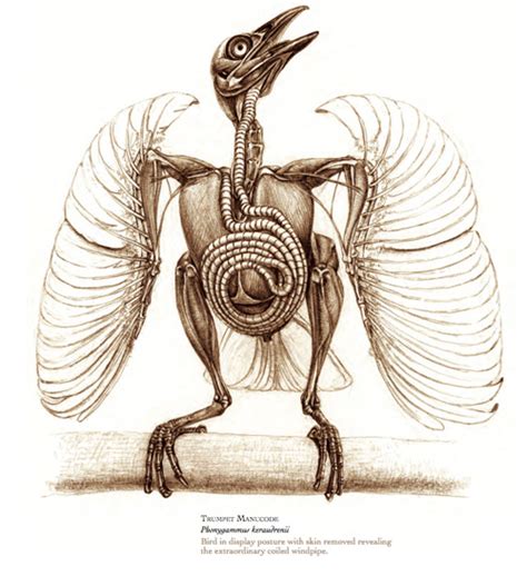 The Unfeathered Bird An Illustrated History Of Avian Anatomy The Marginalian