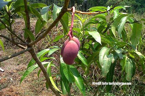 Kamu familiar dengan parfum yang dilabeli dengan nama musk? Jenis-jenis Mangga di Indonesia Termanis dan Terpopuler ...