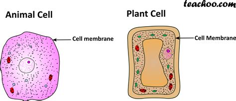 Use it as a poster in your classroom or have students glue it into their science notebooks. Download Plant And Animal Cell Only Cell Membrane - Tom ...