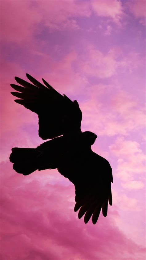 Download Wallpaper 1080x1920 Bird Flight Sunset Sky Silhouette