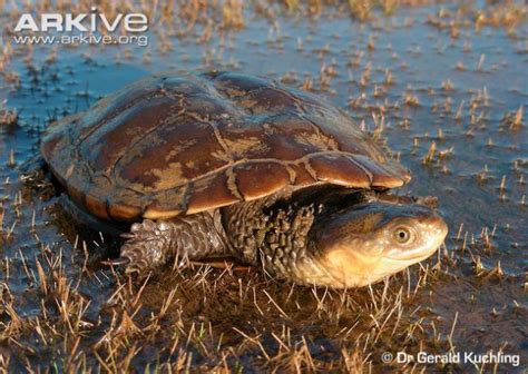 Iucn Species Of The Day Western Swamp Turtle Bush Warriors