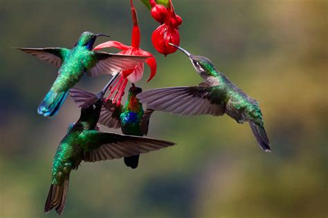 Un studiu descoperă că zborul planat al colibri a evoluat probabil din