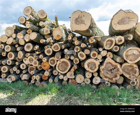Spring Picture With Wooden Logs Of Pine Woods In The Forest Stacked In