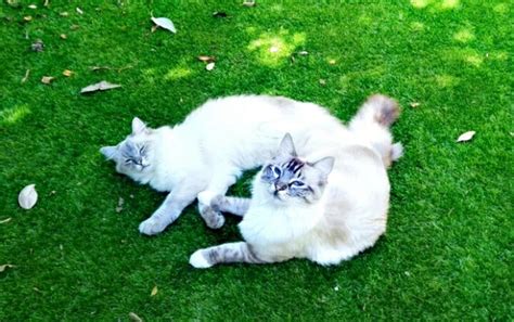 But, there are a few that are easy to take care of, so they make. Are Ragdoll cats high or low maintenance? - Catstourguide