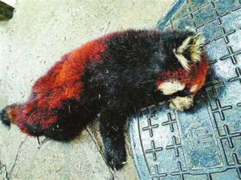 Four Wildlife Smugglers Sentenced For Trading In Wild Red Pandas In