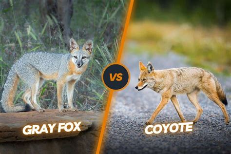 gray fox vs coyote understanding the key differences