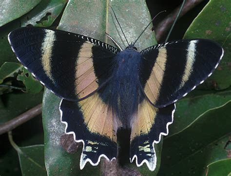 A esperança está onde menos se espera. Alcides | Fauna and flora Wiki | Fandom