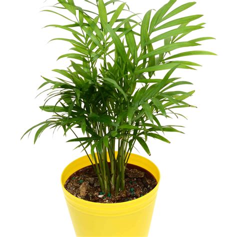Types Of House Palm Plants F