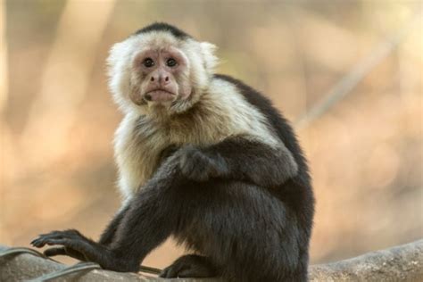Genome Of A Capuchin Monkey Shows Largest Brain Size Nature World News