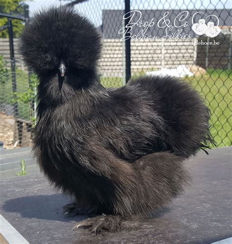 Silkie Chickens Why You Should Raise This Adorable Breed Artofit