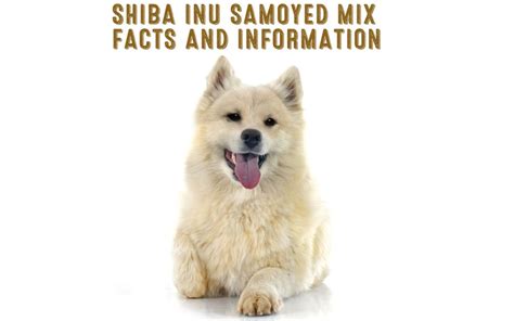 shiba inu samoyed mix facts  information   shiba inu