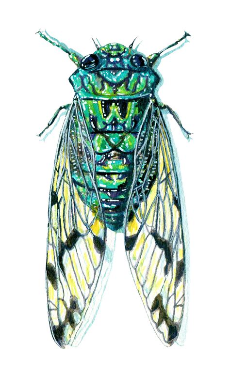 Cicada 6 Cicada Illustration Cicada Mixed Media Illustration