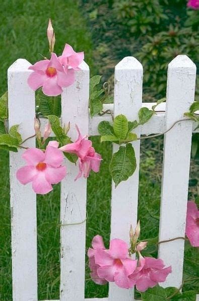 Pretty Pink Flowers On A White Picket Fence Pink Garden Dream Garden