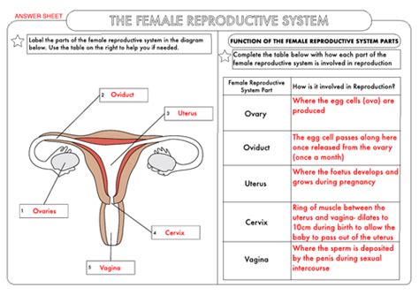50 The Female Reproductive System Worksheet In 2020 Female Images And Photos Finder