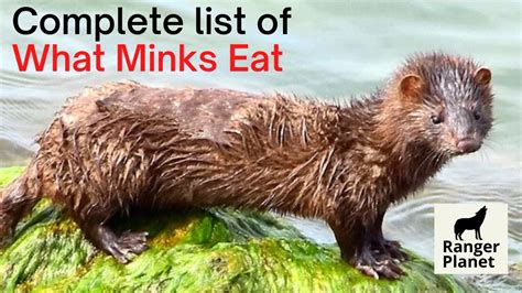 What Do Minks Eat The Complete List Of What Minks Prey On Youtube