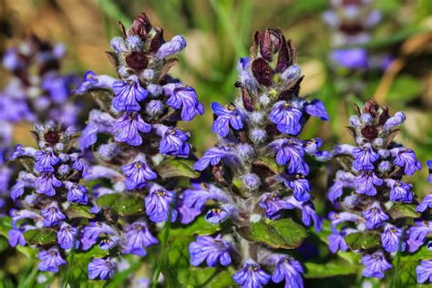 Choose Bugleweed For A Cold Hardy Herb With Purple Flowers