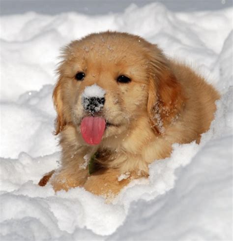 Fluffy In Fluffy Snow Raww