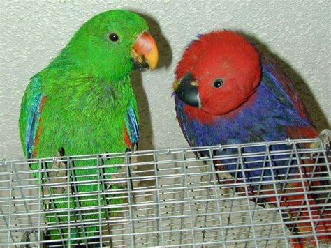 How much does an african grey parrot cost? beautiful electus parrots FOR SALE ADOPTION from Kuala ...