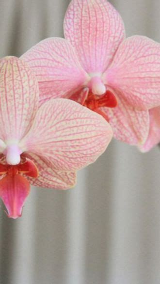 10 Things Nobody Tells You About Orchids Orchid Plant Care Orchid