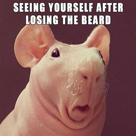 After The Beard Is Shaved Funny Memes Funny Pictures Man Humor
