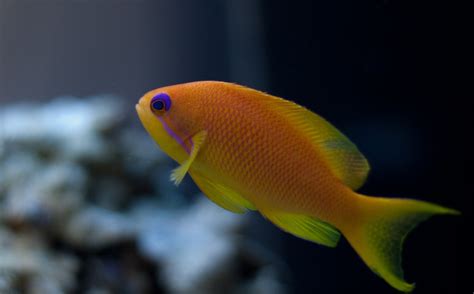 Top 10 Most Colorful And Beautiful Fish Mathias Sauer