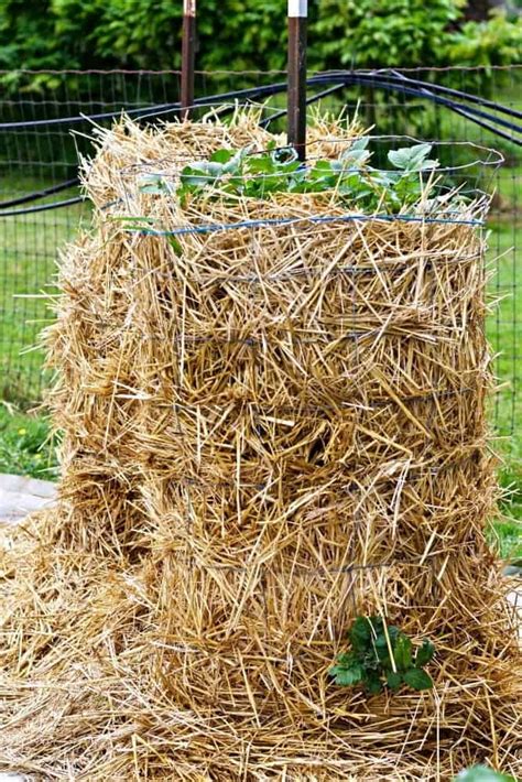 Planting potatoes takes a few simple steps. Easy DIY Potato Towers! | Homemade Food Junkie