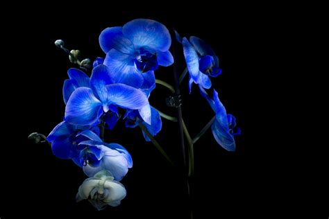 Orchidea Wonder Blue Juzaphoto