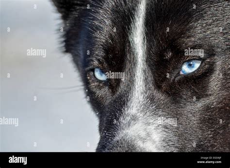 Black Dog Red Eyes High Resolution Stock Photography And Images Alamy